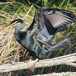 Anhinga d'Australie