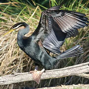 Australasian Darter