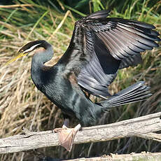 Anhinga d'Australie