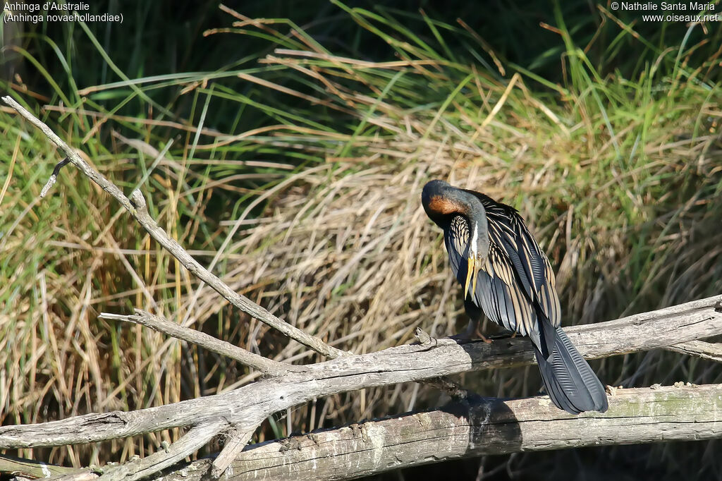 Anhinga d'Australie mâle adulte, identification