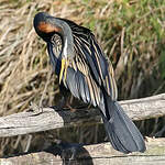 Anhinga d'Australie