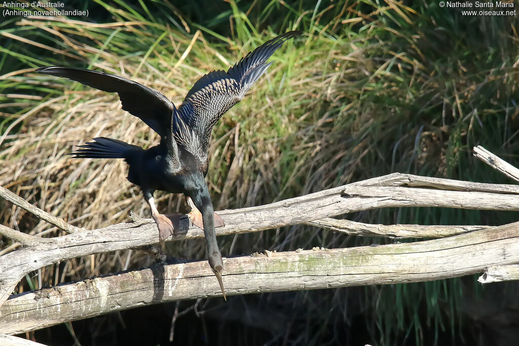 Anhinga d'Australie mâle adulte, habitat, pêche/chasse