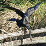 Anhinga d'Australie