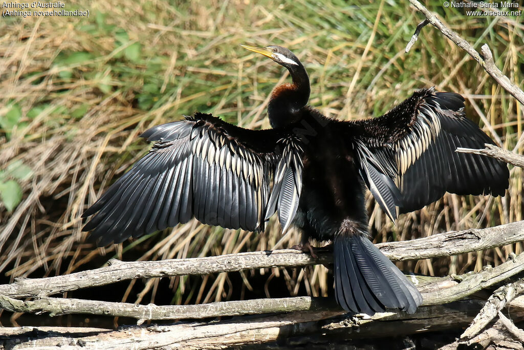 Anhinga d'Australie mâle adulte, identification