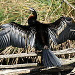 Anhinga d'Australie