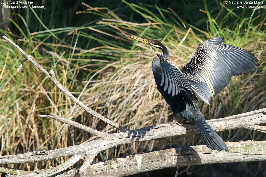 Australasian Darter male adult, identification