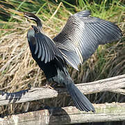 Anhinga d'Australie