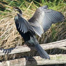 Anhinga d'Australie