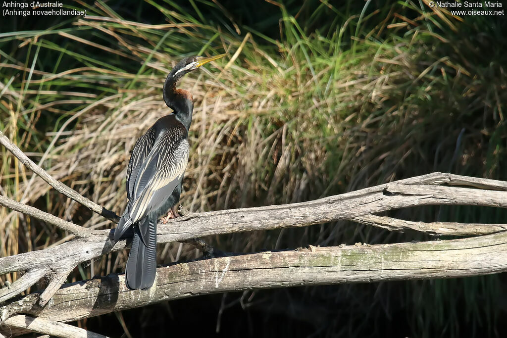 Australasian Darter male adult, identification