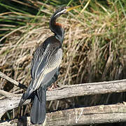 Anhinga d'Australie