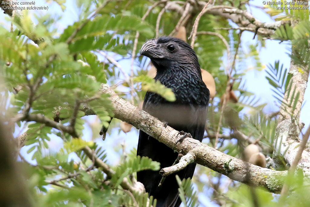 Groove-billed Aniadult, identification