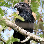 Groove-billed Ani