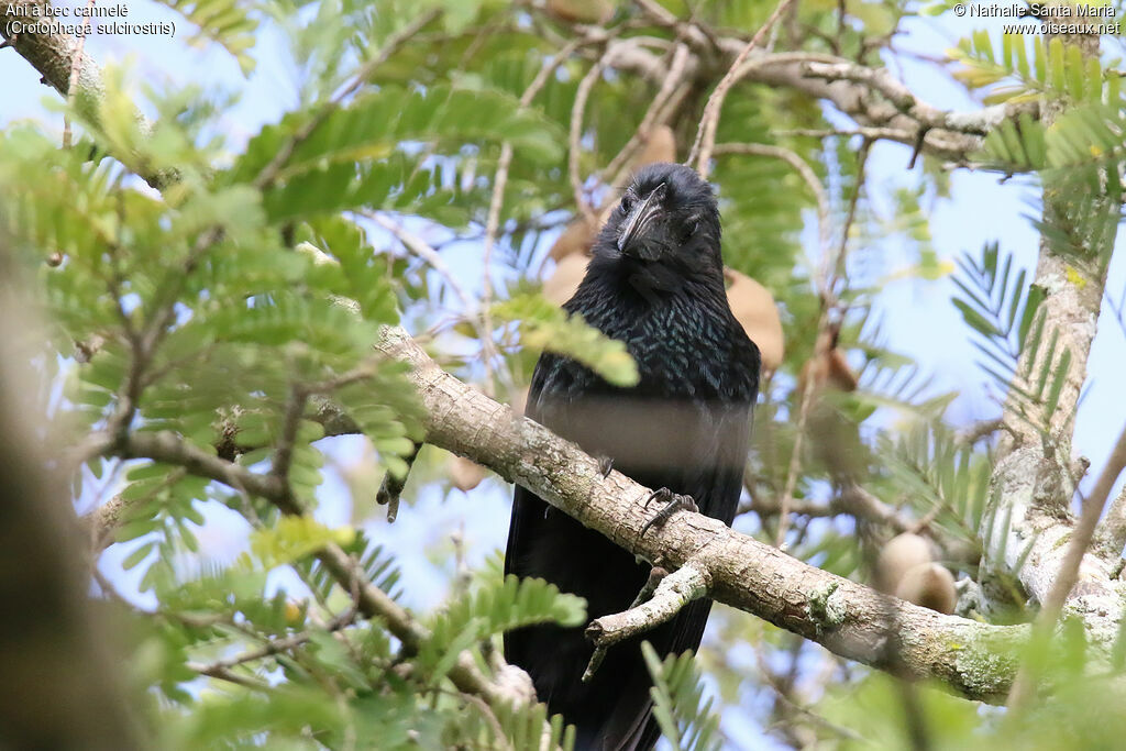 Groove-billed Aniadult, identification