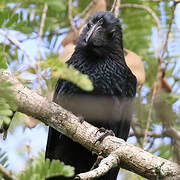 Groove-billed Ani