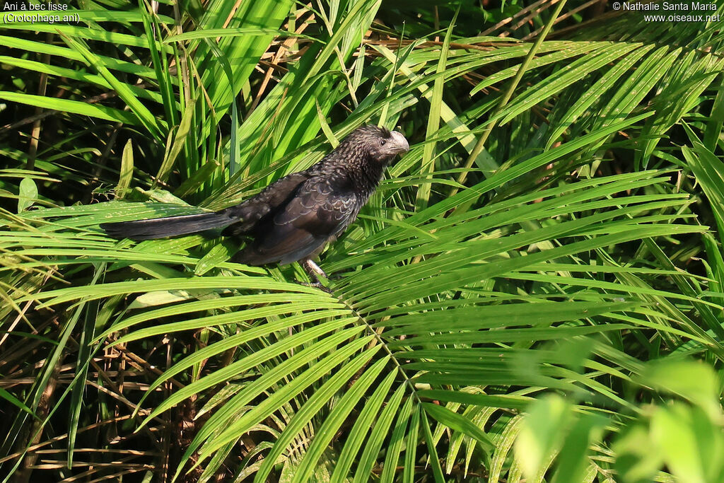 Ani à bec lisseadulte, identification