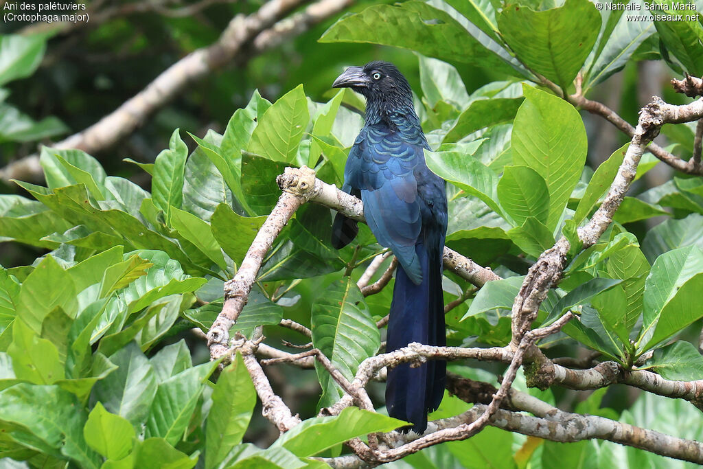 Ani des palétuviersadulte, identification