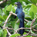 Ani des palétuviers