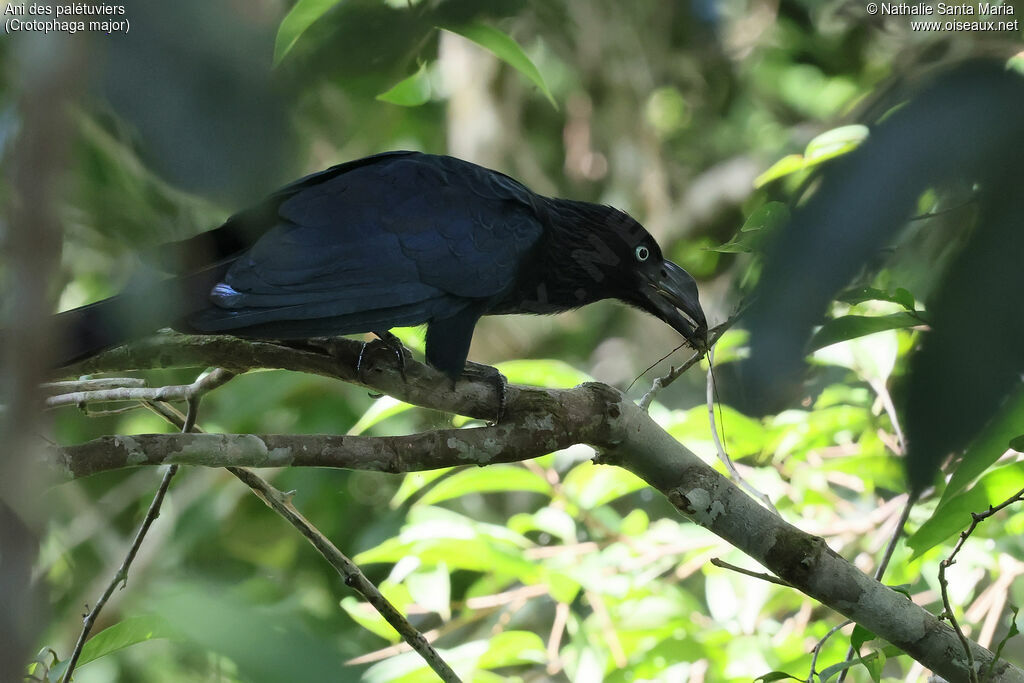 Ani des palétuviersadulte, identification, régime, mange