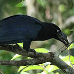 Ani des palétuviers