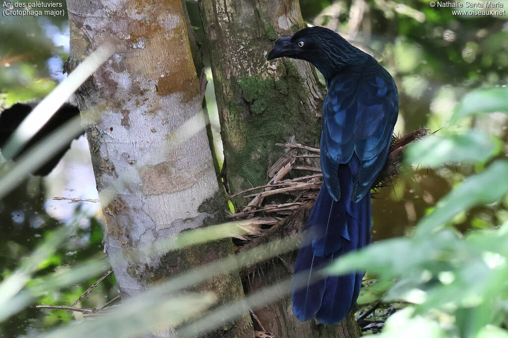 Ani des palétuviersadulte, identification, pêche/chasse