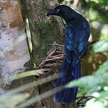 Ani des palétuviers