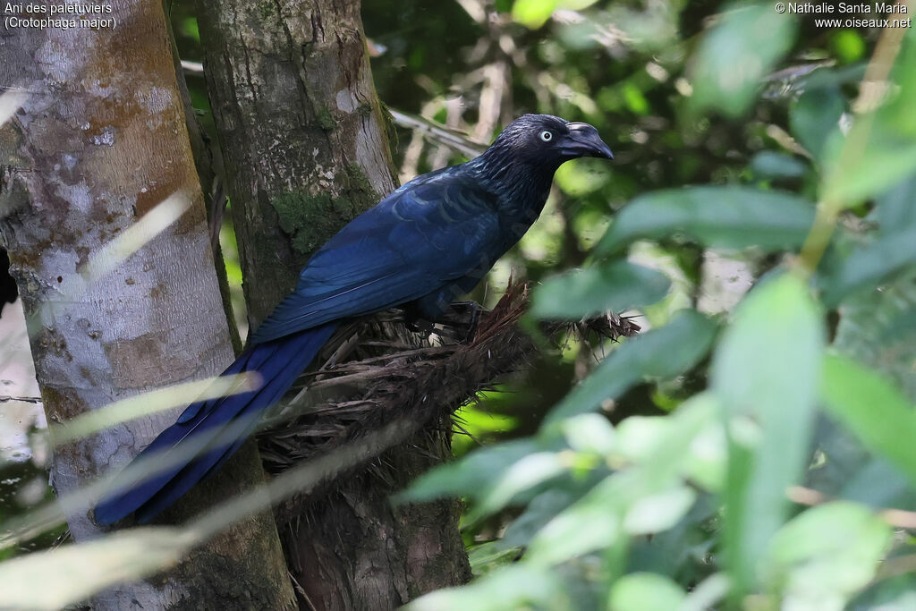 Ani des palétuviers