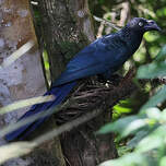 Ani des palétuviers