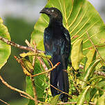 Ani des palétuviers