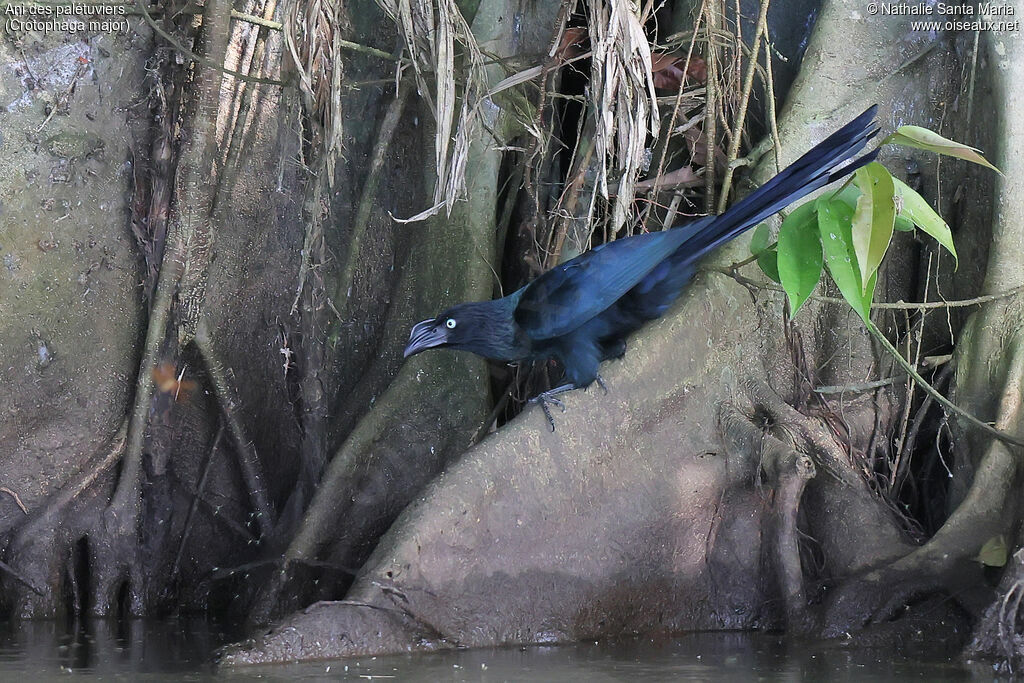 Ani des palétuviers