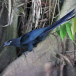 Ani des palétuviers