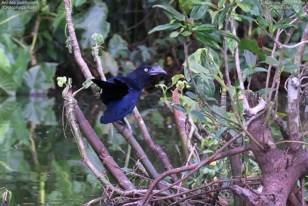 Ani des palétuviers