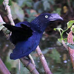 Ani des palétuviers