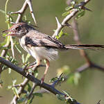 Apalis à front roux