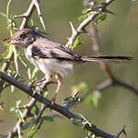 Apalis à front roux