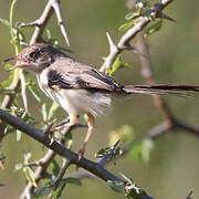 Red-fronted Prinia