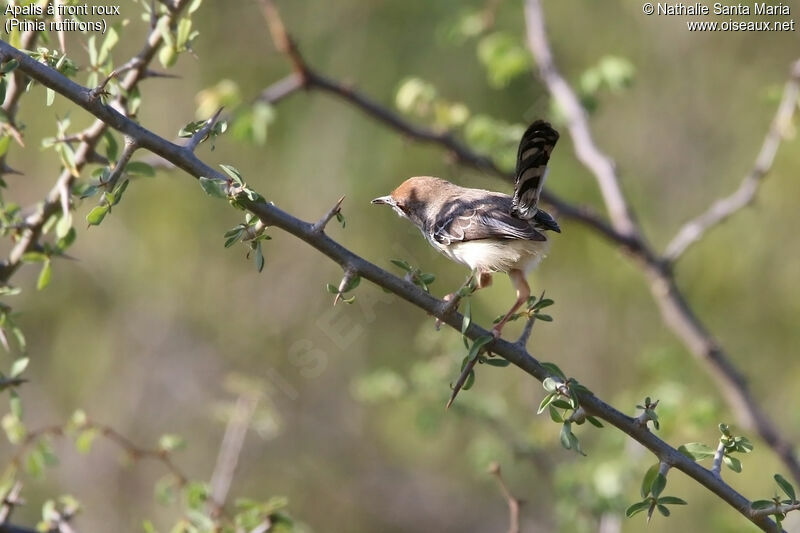 Apalis à front rouxadulte, habitat