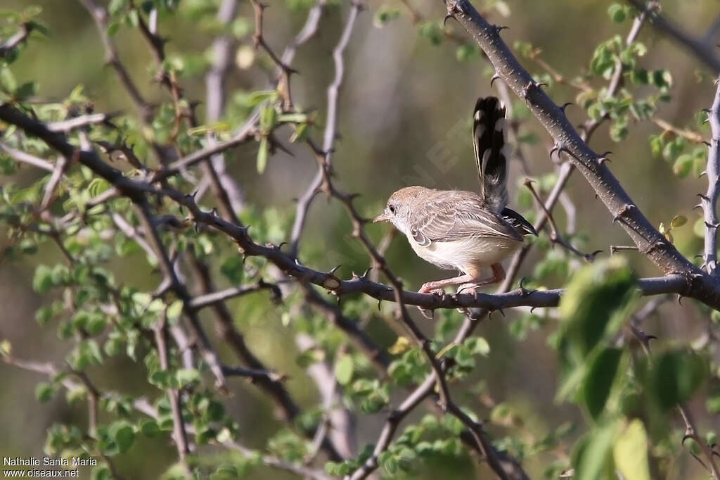 Apalis à front rouxadulte, habitat, Comportement