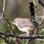 Apalis à front roux