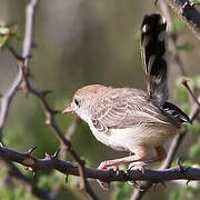 Red-fronted Prinia