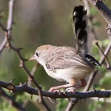 Apalis à front roux