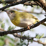 Apalis à gorge jaune