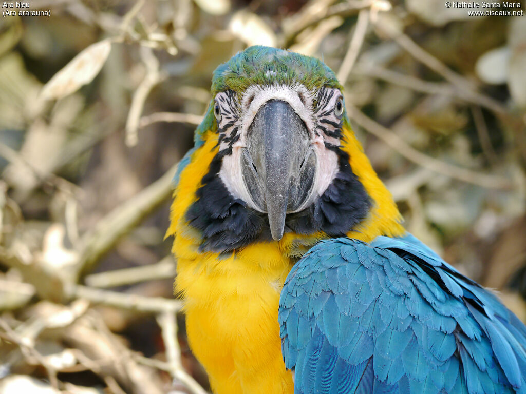 Blue-and-yellow Macawadult, identification