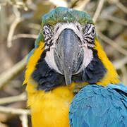 Blue-and-yellow Macaw