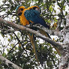 Ara bleu