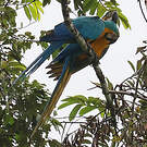 Ara bleu