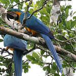 Ara bleu