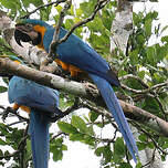 Ara bleu