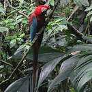 Ara chloroptère