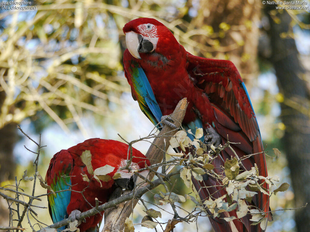 Red-and-green Macawadult, identification, aspect, Behaviour