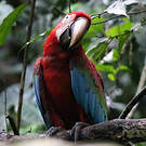 Ara chloroptère